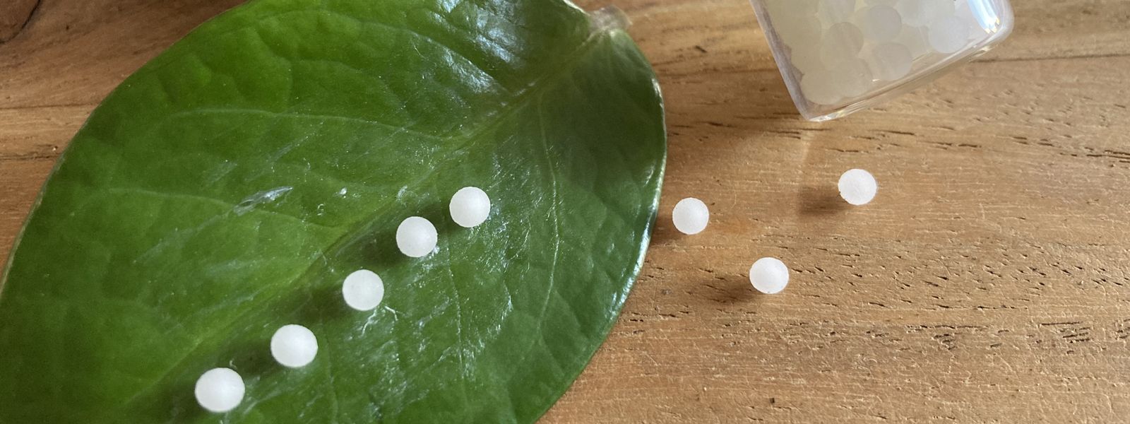 Homöopathische Globuli auf einem grünen Blatt